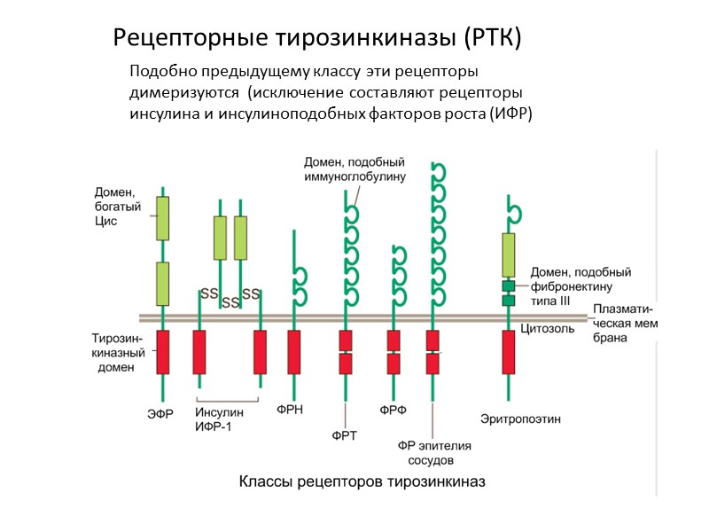 Рецепторные тирозинкиназы (РТК) Подобно предыдущему классу эти рецепторы димеризуются  (исключение составляют рецепторы инсулина